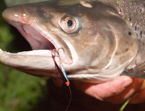 Sea trout fishing – it’s a hard life!