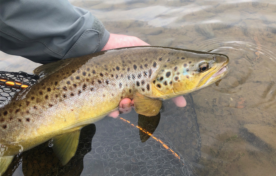 River Towy – brown trout fishing – Capturedonline